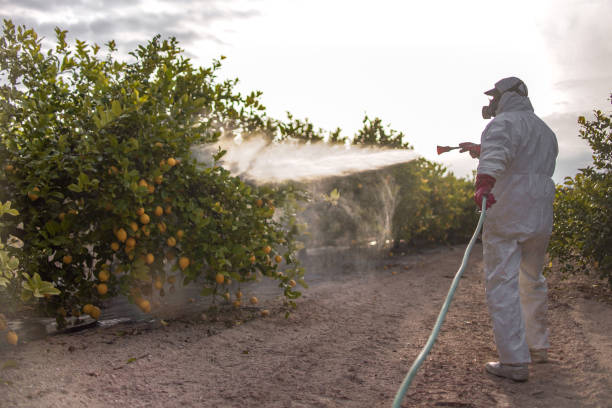 Best Termite Control Services  in Highlands Ranch, CO